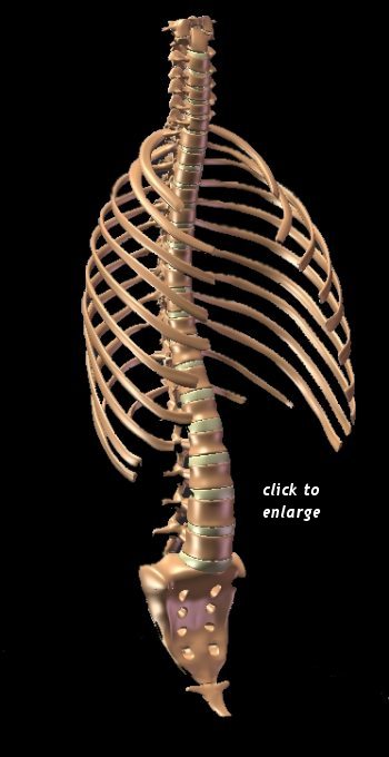 Imagine if the ribs were stuck in a more up position think the front of